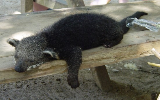 Sleeping Bear Cat