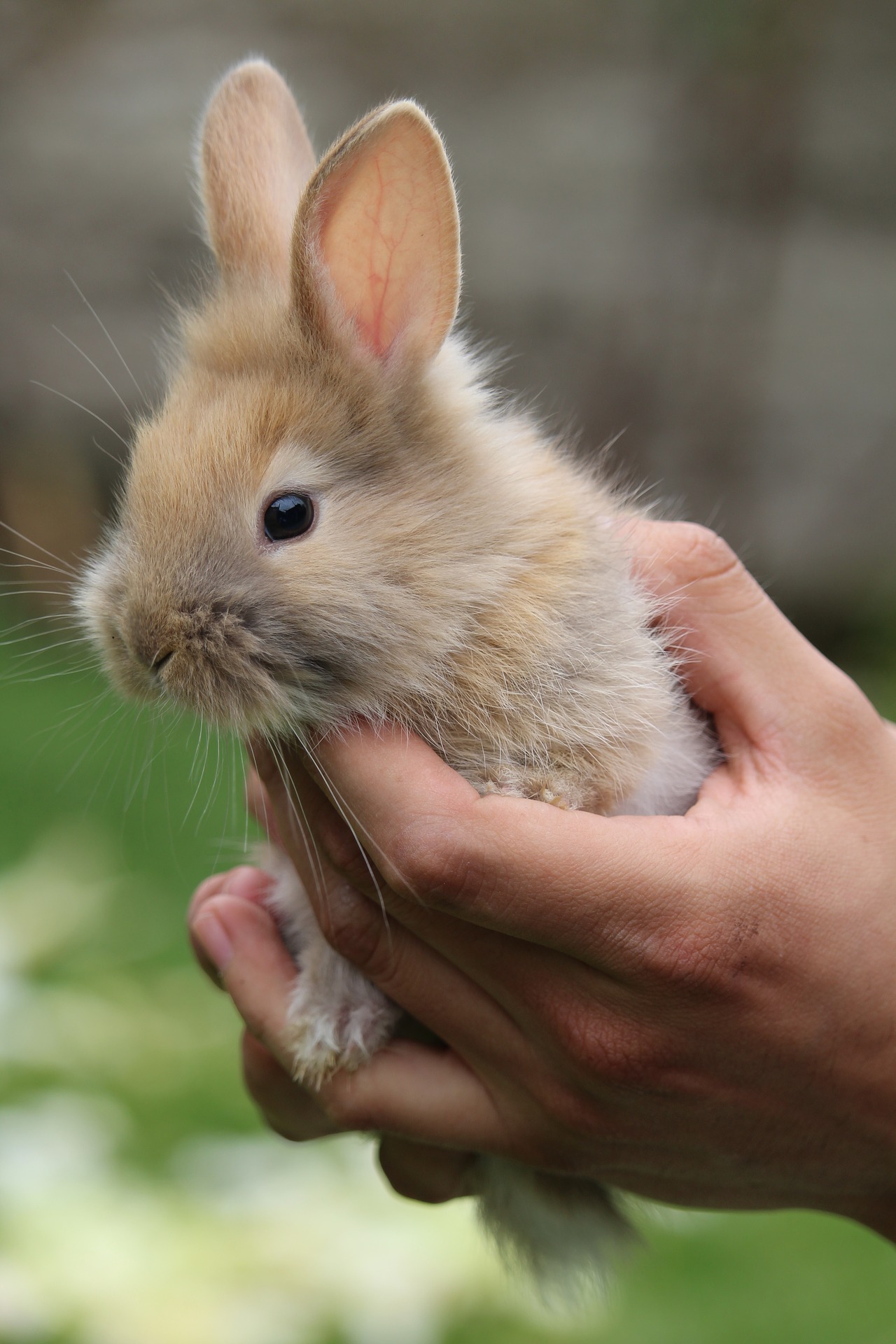 Fluffy Rabbit - Track Easter Bunny