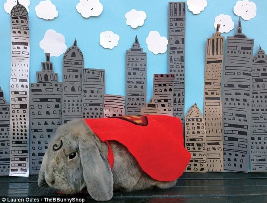 This looks like a job for Benjamin! The Super Bunny!