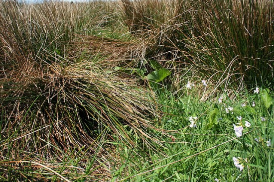 Hare's nest