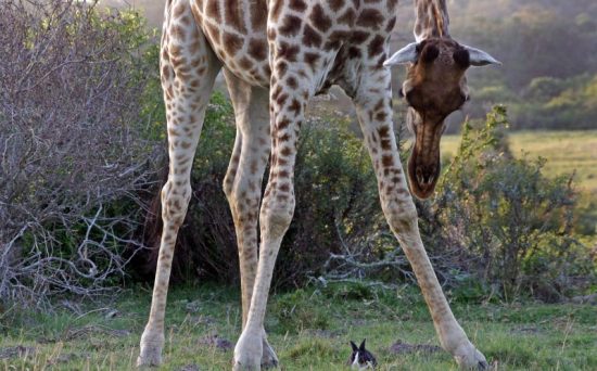Unlikely friendship between wild giraffe and pet rabbit
