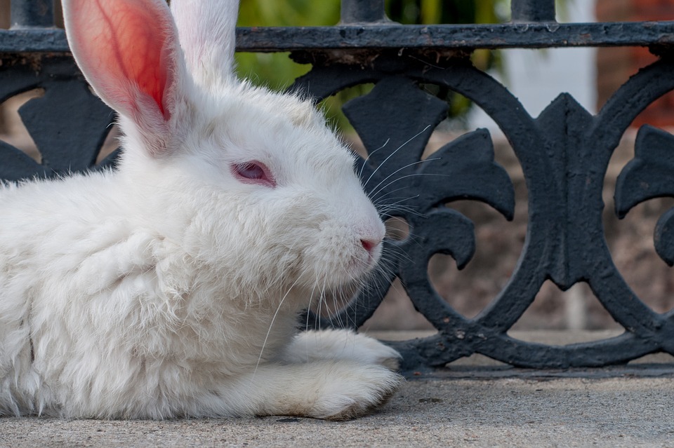 What Is Your Easter Bunny Name? - Track Easter Bunny